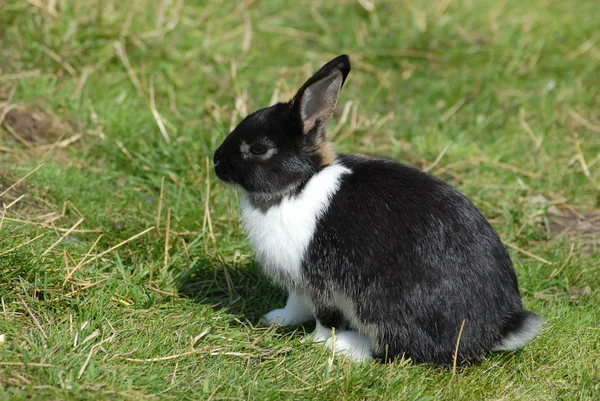 Konijn Het Gras — Stockfoto