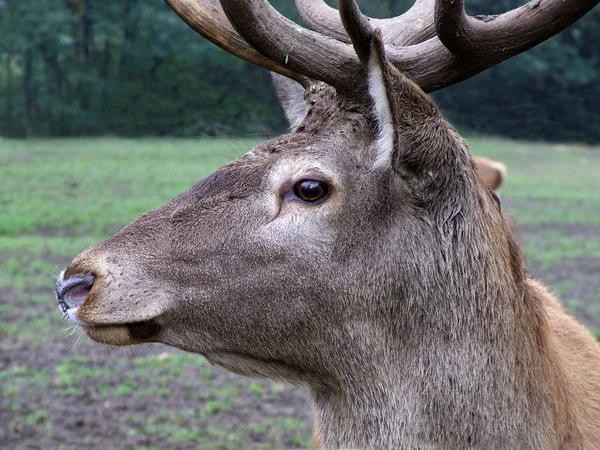 Natura Fauna Selvatica Dei Cervi Animali Fauna — Foto Stock