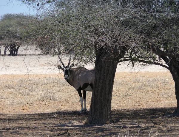 在自然界中被钩住的动物 Savannah Gazelle — 图库照片