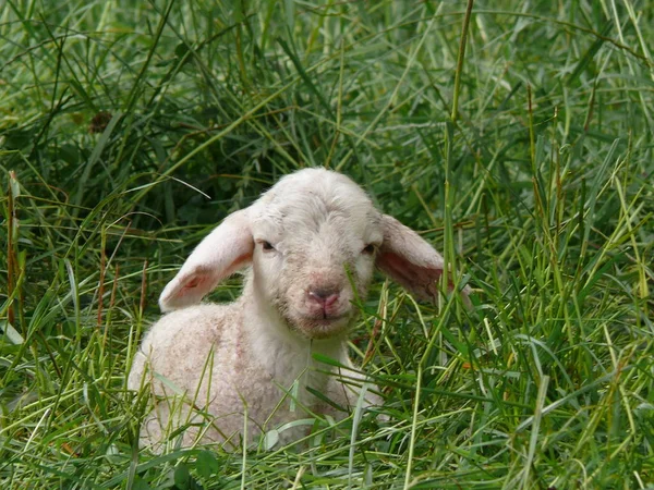 Äng Öppen Livsmiljö Eller Fält Vegeterad Gräs Örter Och Andra — Stockfoto