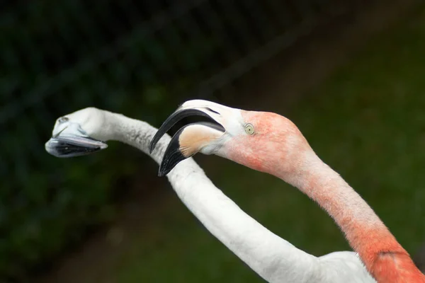 Flamingo Schimpft Über Natürlichen Vogelhintergrund — Stockfoto