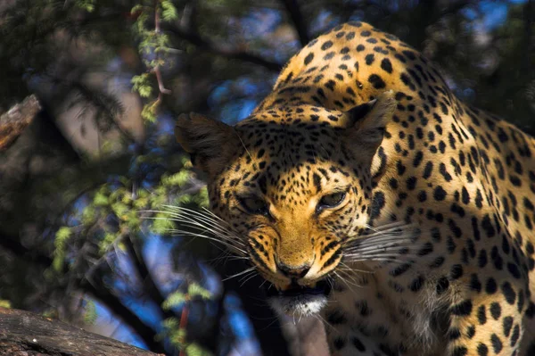 Jaguar Avcısı Büyük Kedi Vahşi Hayvan — Stok fotoğraf