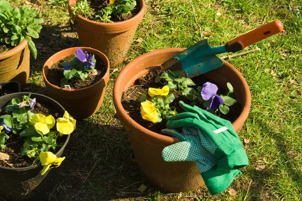 Vackra Pansy Blommor Trädgård Blomma Flora — Stockfoto