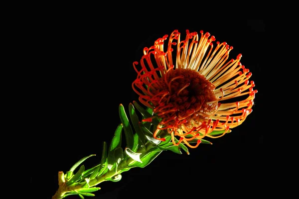 Flor Roja Sobre Fondo Negro —  Fotos de Stock