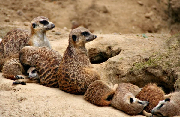 Suricatta Selvagem Animal Meerkat — Fotografia de Stock