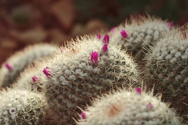 Kaktus Tropisk Växt Flora — Stockfoto