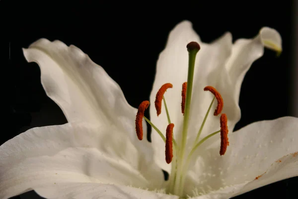 Beautiful Botanical Shot Natural Wallpaper — Stock Photo, Image