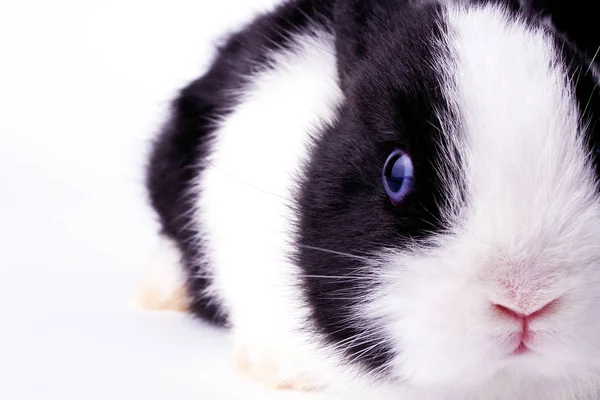 Cute Bunny Closeup Shot — Stock Photo, Image