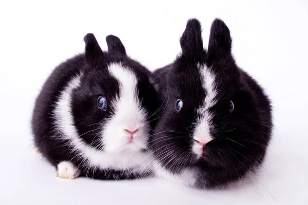 Twee Konijnen Zijn Geïsoleerd Wit — Stockfoto