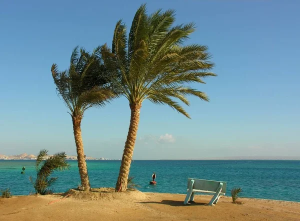 Rüzgarın Yanındaki Palmiye Ağaçları Ama Kıyıya Oldu Betondan Yapılmış Bunu — Stok fotoğraf