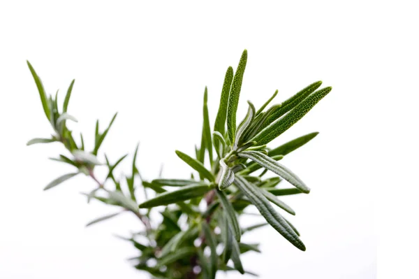 Green Rosemary Herbal Plant Flora — Stock Photo, Image