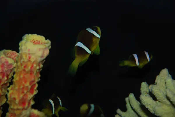 Tropical Fish Underwater Fauna — Stock Photo, Image