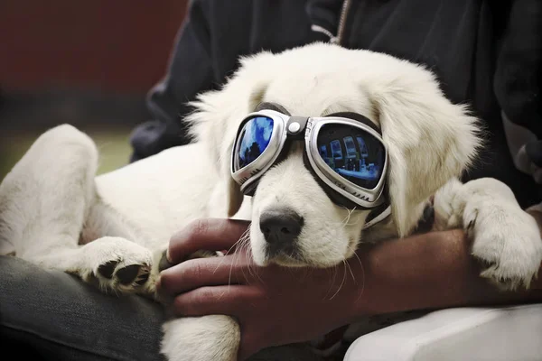 Como Filhotes Tivemos Nosso Cão Com Sempre Cabrio Contra Rascunhos — Fotografia de Stock