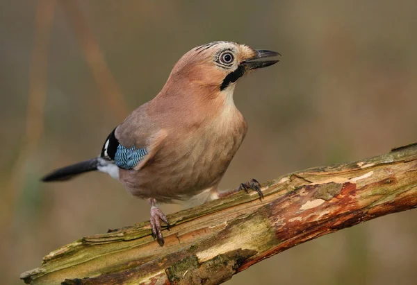 Schilderachtig Uitzicht Prachtige Vogel Natuur — Stockfoto