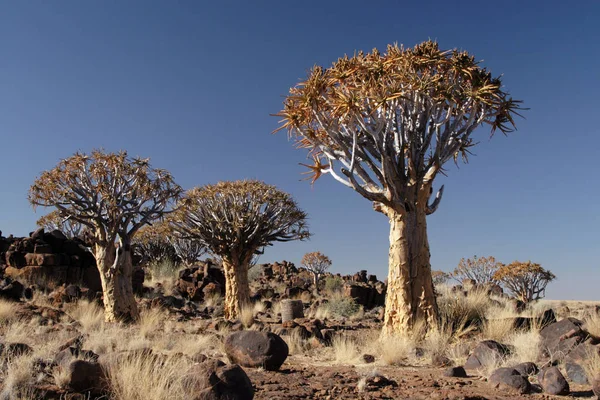 Árboles Carcaj Flora Plantas Del Desierto — Foto de Stock