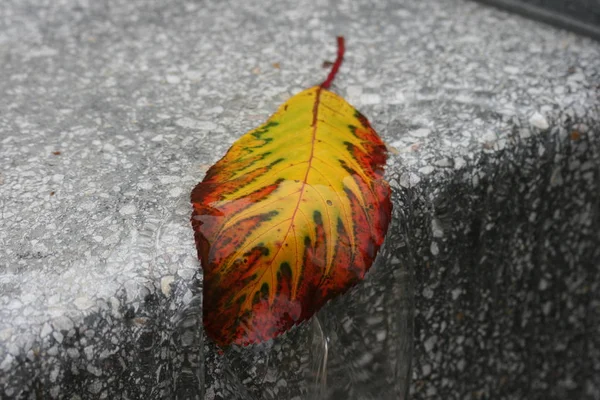 Feuilles Automne Feuillage Flore Saison Automne — Photo