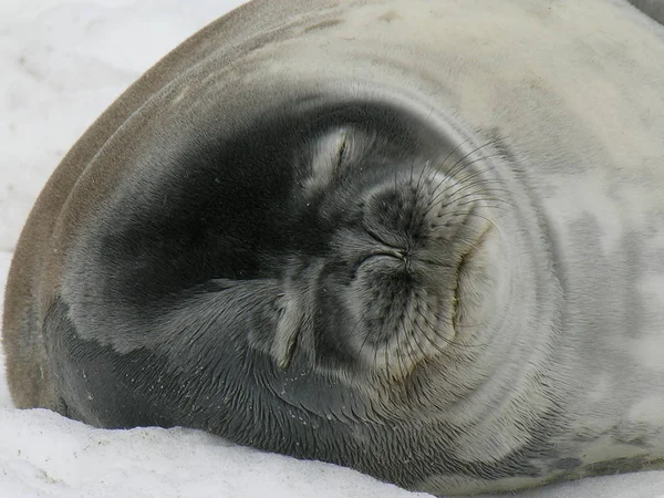 Seal Marine Animal Marine — Stock Photo, Image