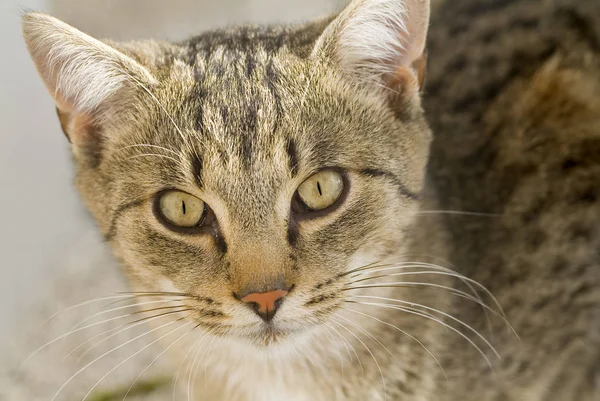 Retrato Lindo Gato — Foto de Stock