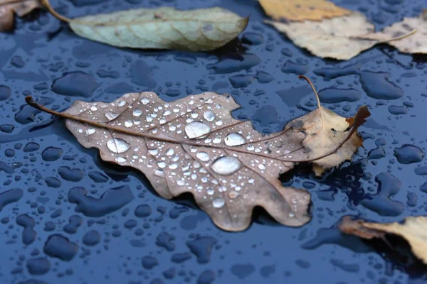 Sonbahar Yaprakları Yağmurda — Stok fotoğraf