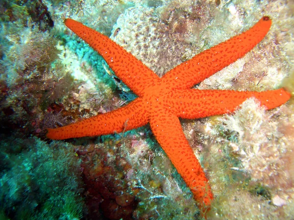 Zeesterren Waterdieren — Stockfoto