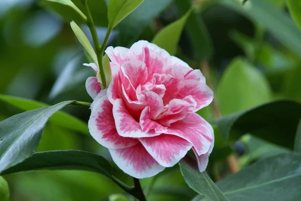 Camellia Flower Bloom Flora — Stock Photo, Image