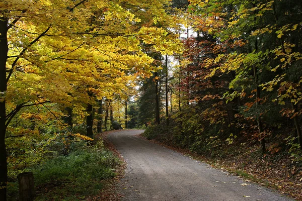 Forêt Automne Feuilles Saison Automne — Photo