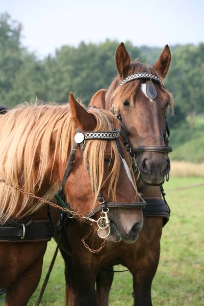 Hästar Utomhus Dagen — Stockfoto