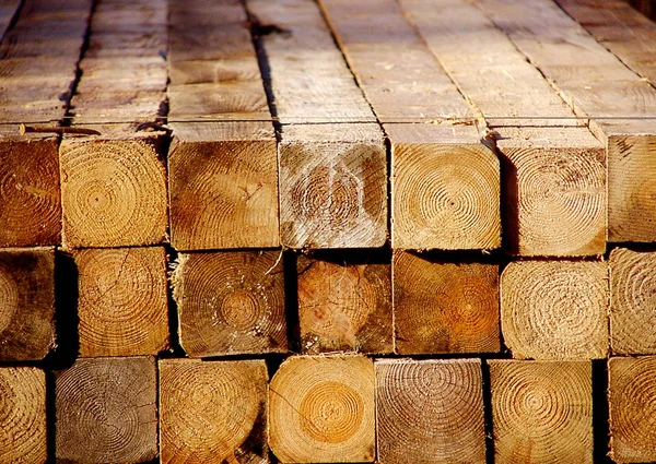 Ağaç Kütükleri Odun Gövdeleri — Stok fotoğraf