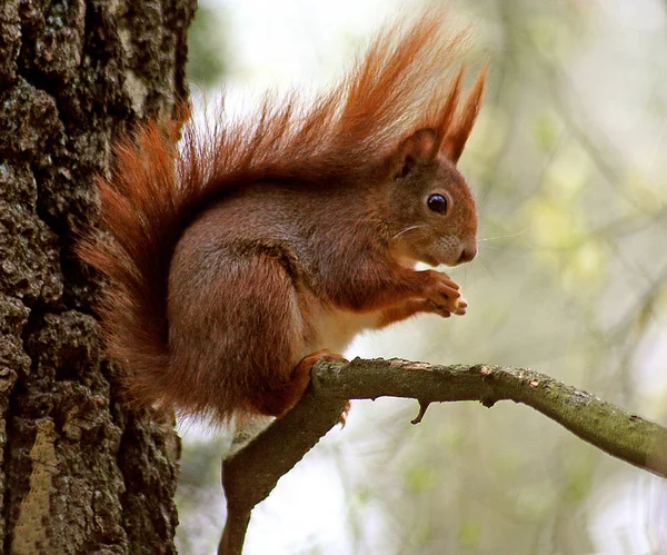 Flora Fauna Scoiattolo Animale Roditore Soffice Scoiattolo — Foto Stock