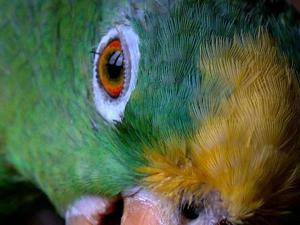 Vedere Pitorească Papagalului Frumos Natură — Fotografie, imagine de stoc
