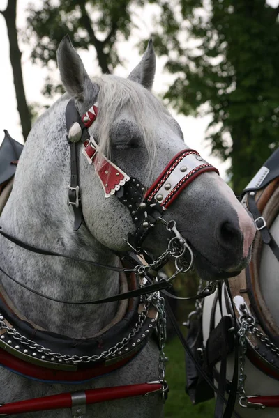 Malerischer Blick Auf Den Amerikanischen Percheron Sport — Stockfoto