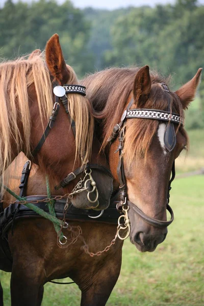 Hästar Utomhus Dagen — Stockfoto
