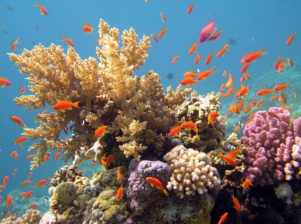 Mer Sous Marin Vie Marine — Photo