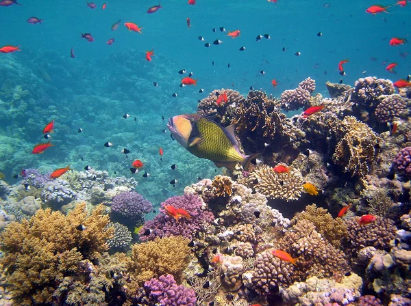 Mar Subaquático Vida Marinha — Fotografia de Stock