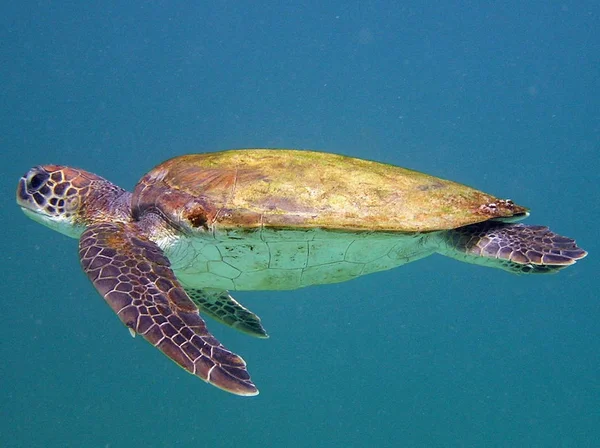 Tropische Schildkröte Tier Naturfauna — Stockfoto