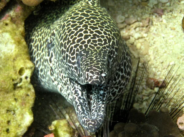 Szenischer Blick Auf Die Unterwasserwelt — Stockfoto