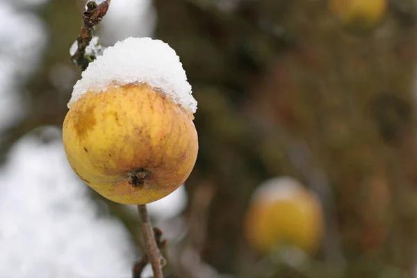 Manzanas Maduras Árbol — Foto de Stock