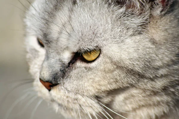 Portrait Cute Cat — Stock Photo, Image