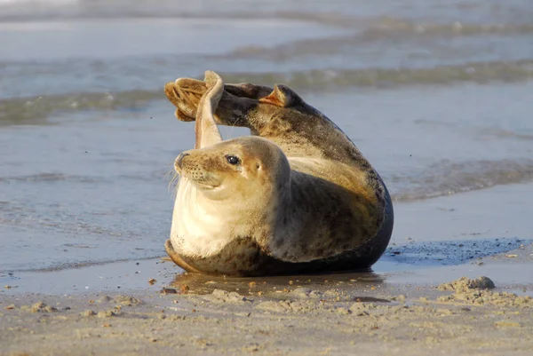 Immagine Animale Immagine Esterna — Foto Stock