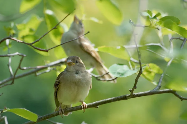 Vue Panoramique Mignon Oiseau Moineau — Photo