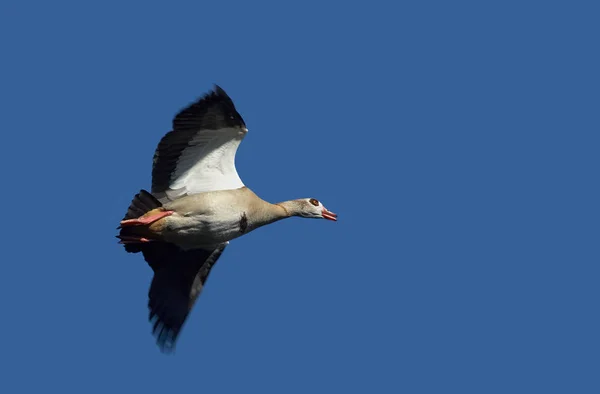 Egyptian Goose Flight — Stock Photo, Image