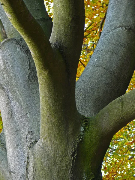 Beuken Beukenboom Stam Herfst — Stockfoto