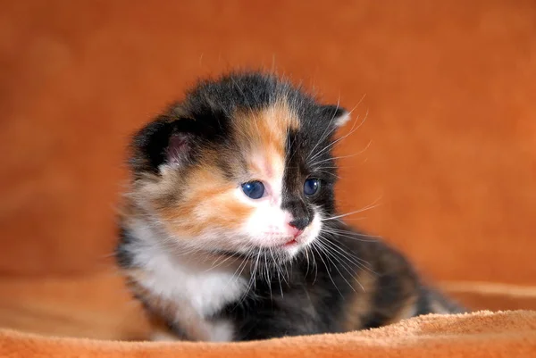 Porträt Einer Süßen Katze — Stockfoto