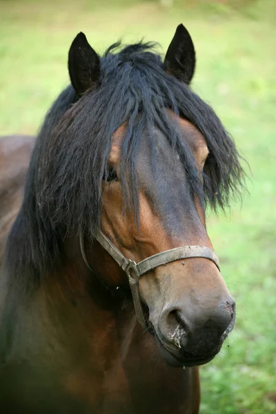 Cavalos Livre Durante Dia Fotografias De Stock Royalty-Free