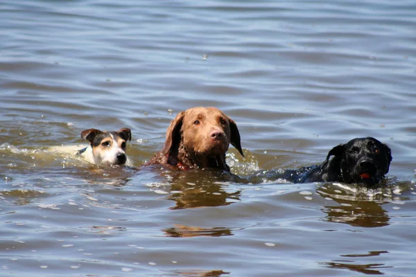 狗和拉布拉多猎犬 — 图库照片