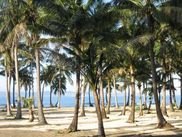 Palmboom Achtergrond Kopieer Ruimte — Stockfoto
