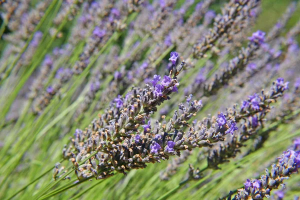 Aromatyczne Purpurowe Kwiaty Fioletowa Lawenda — Zdjęcie stockowe