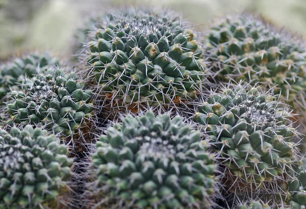 Kaktusz Trópusi Növény Növény — Stock Fotó