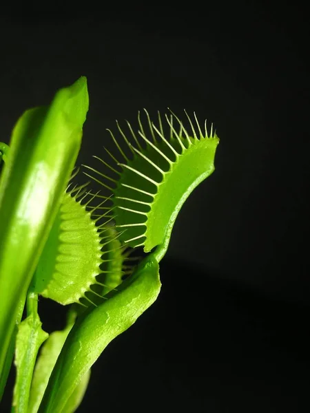 Planta Flytrap Venus Verde — Fotografia de Stock