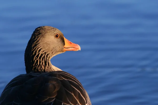 Schilderachtig Uitzicht Prachtige Grauwe Gans — Stockfoto